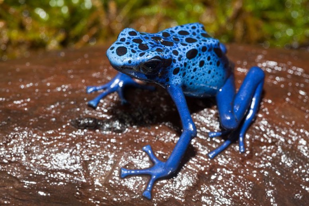 poisonous frogs color dart