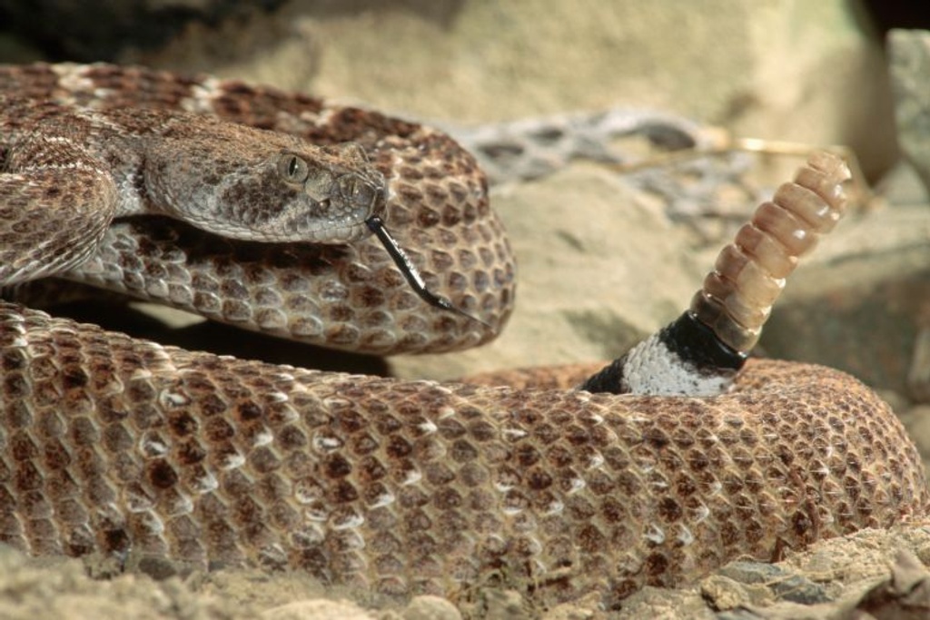 rattlesnake poisonous venom tail