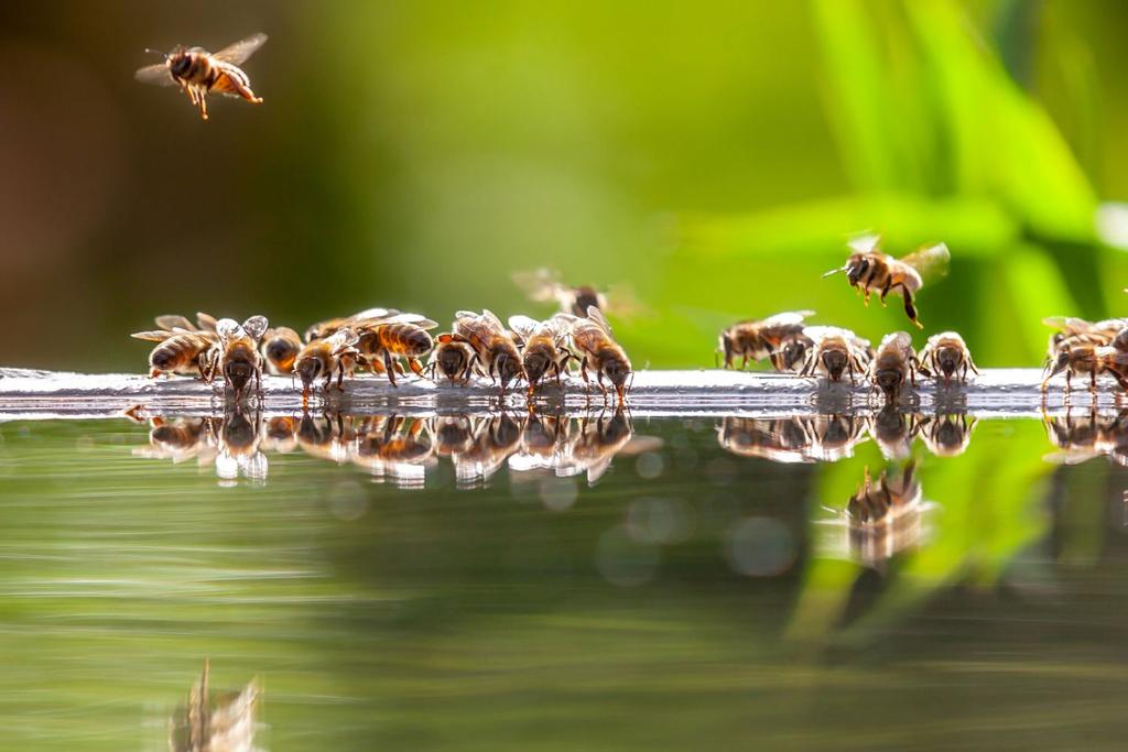 honeybees mirrors flying