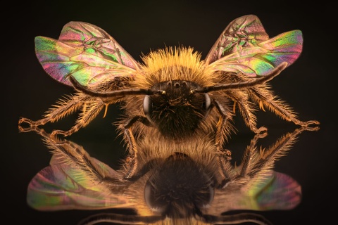honeybees mirrors confused crash
