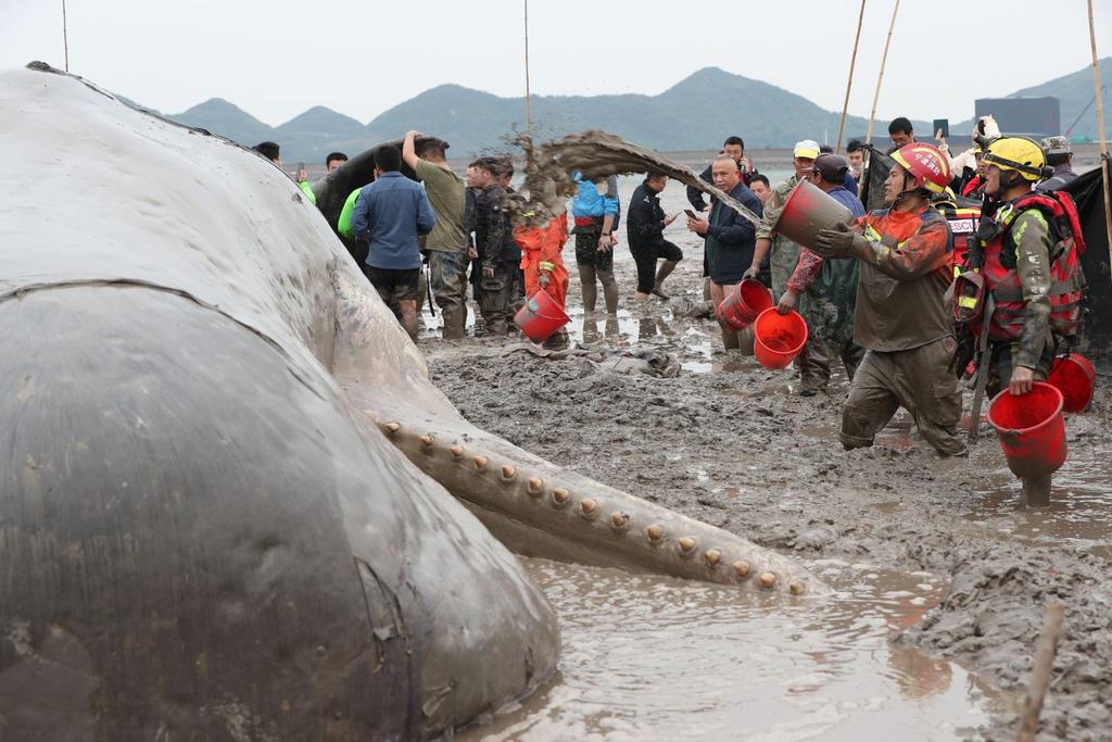 Sperm Whale Discovered China 