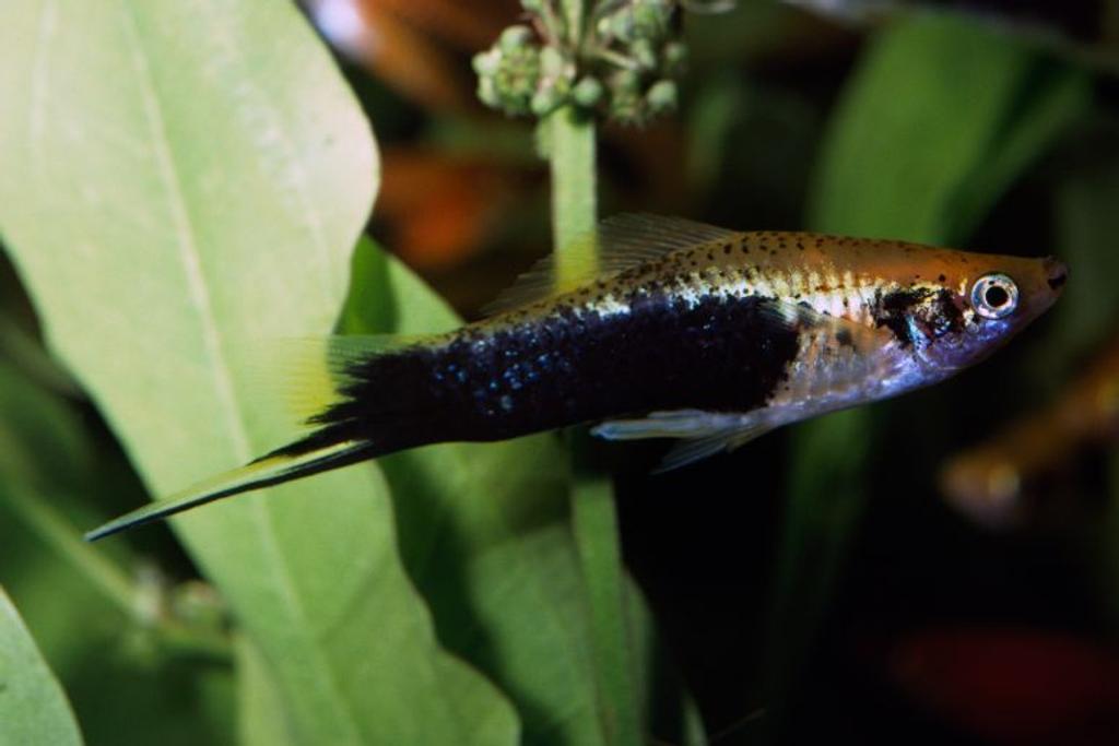 Swordtail easy pet fish