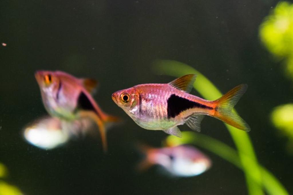 Harlequin Rasbora pet fish