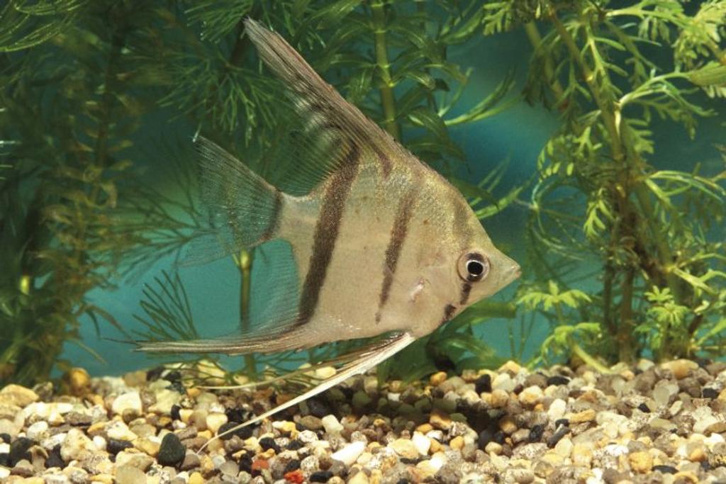 Angelfish pet aquarium fish