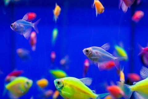 aquarium pet fish glofish