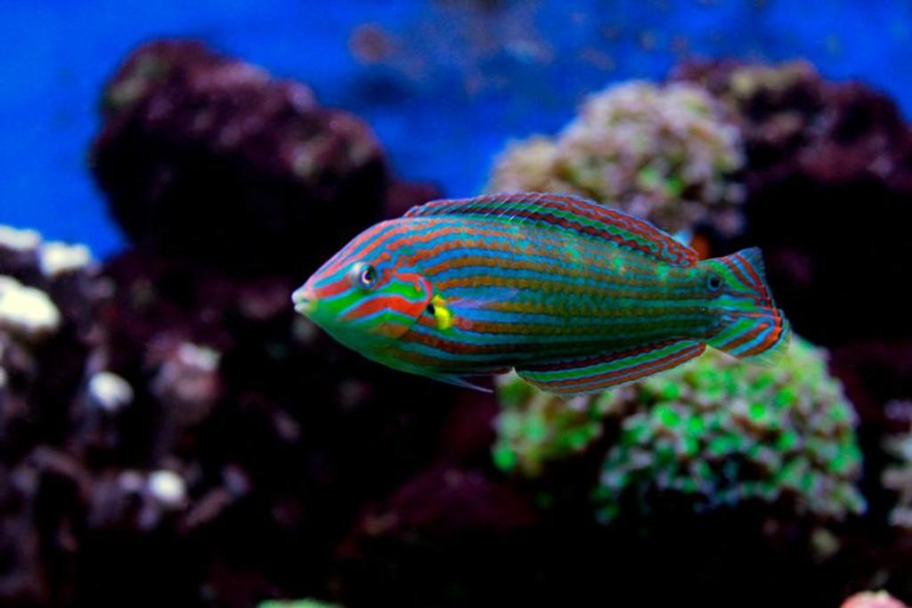 Rainbow Fish pet fish