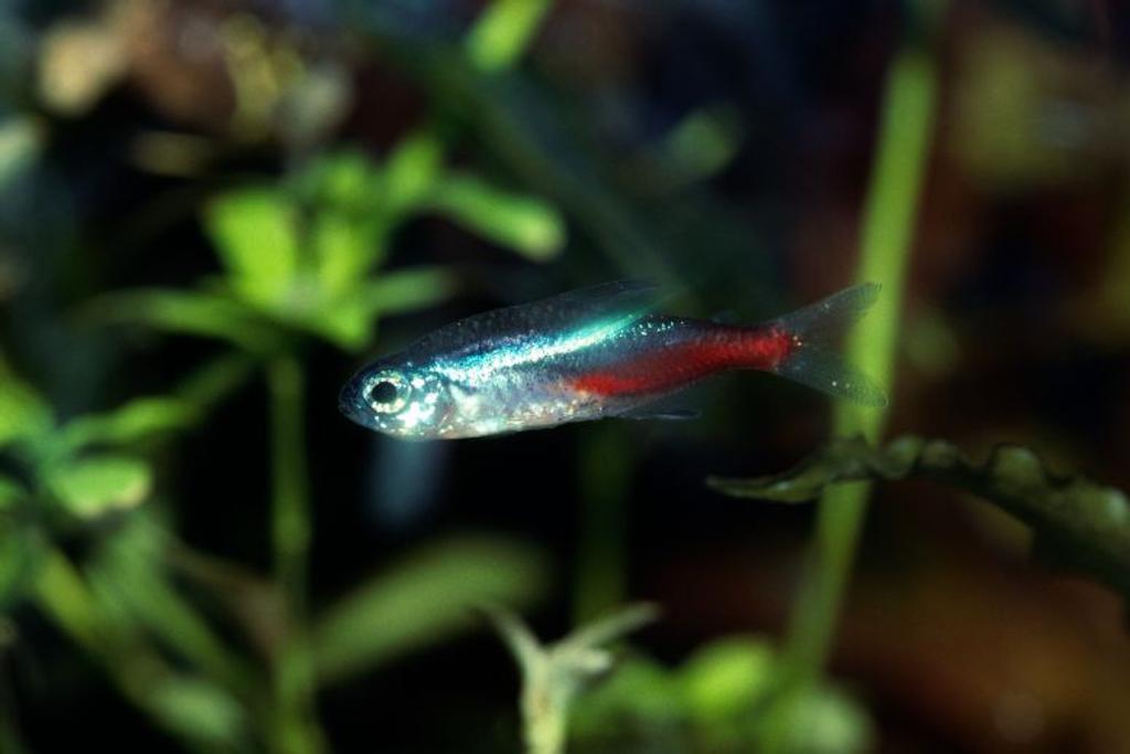 Neon Tetra fish beginners