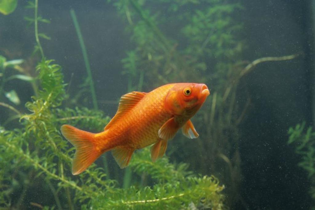 Goldfish easy pet guide