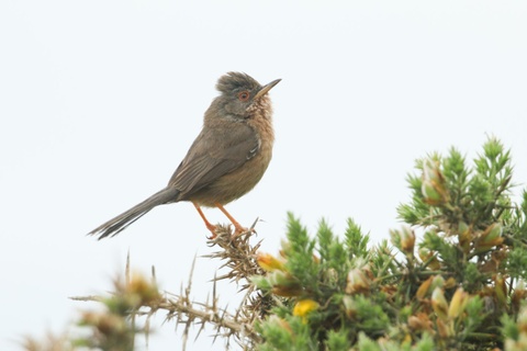 Dartford Warbler, Bird Species