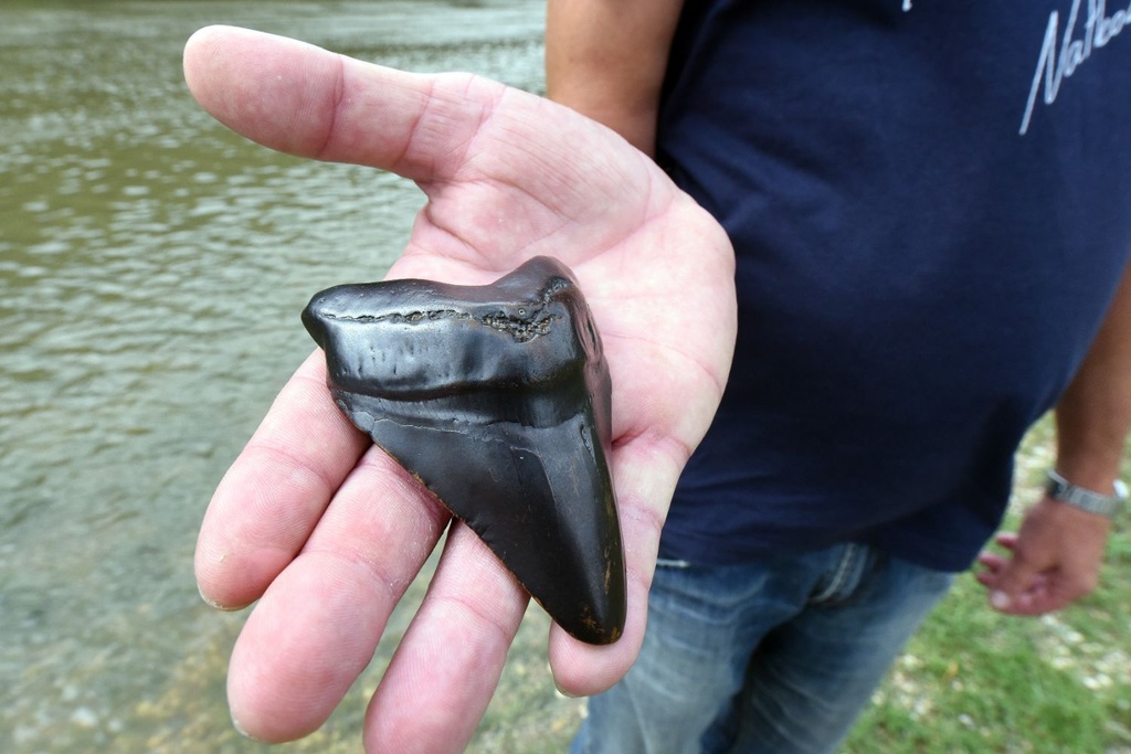 megalodon shark tooth discovered
