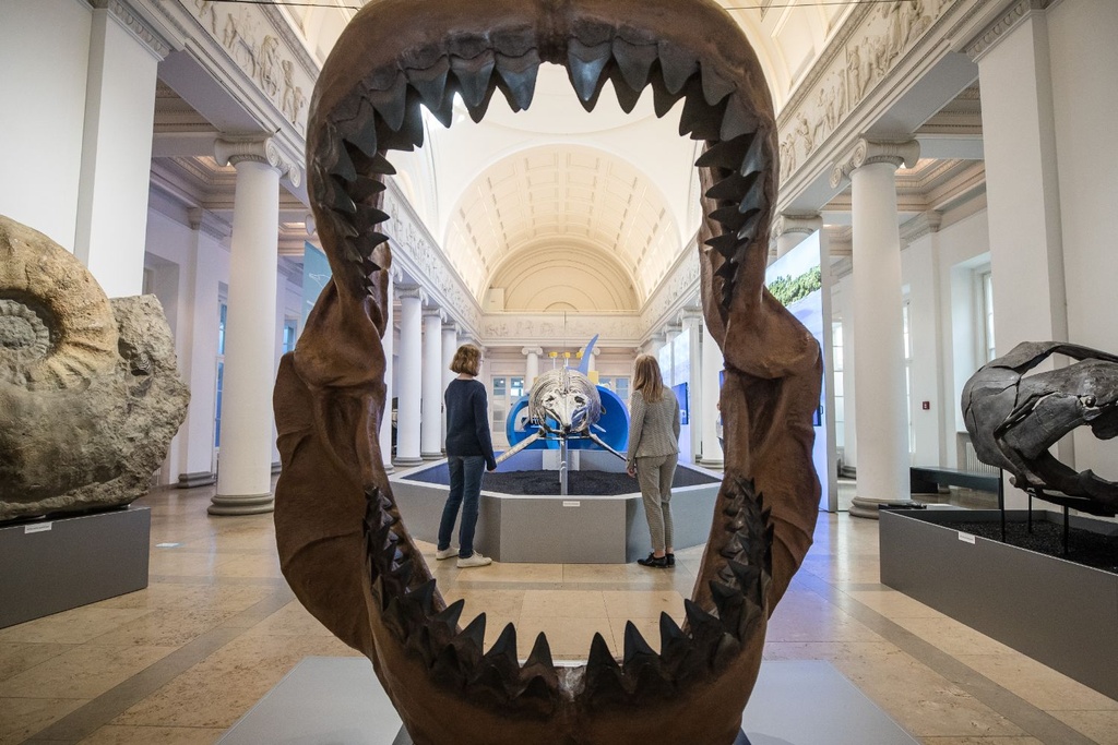 megalodon shark teeth discovery