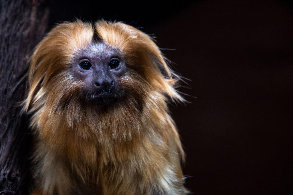 monkey marmosets science news