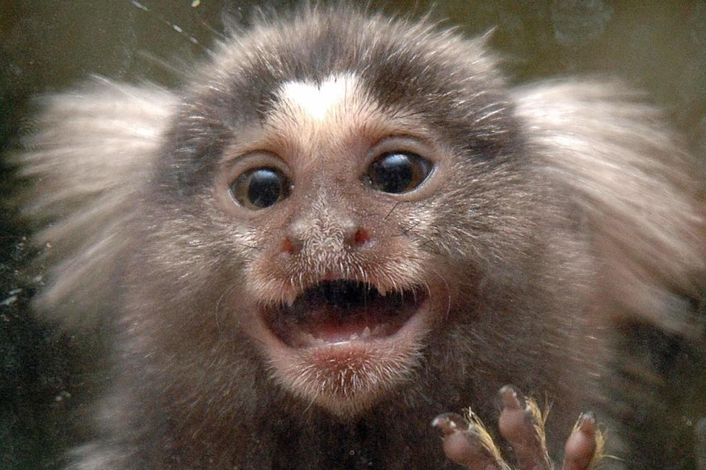baby marmoset cries
