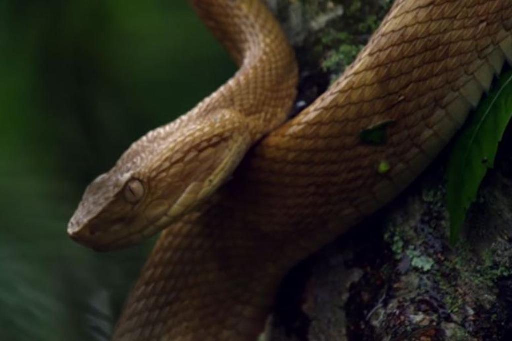 viper history snake island