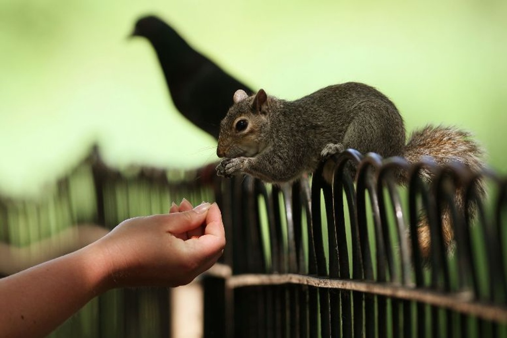 viral story hero squirrels