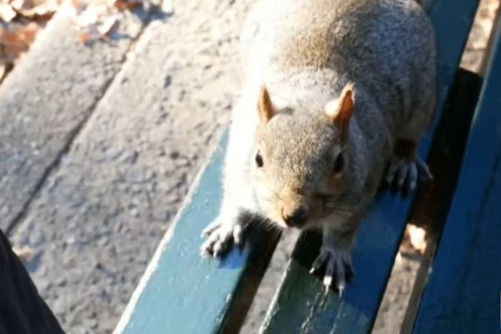 Shoemaker squirrel story viral