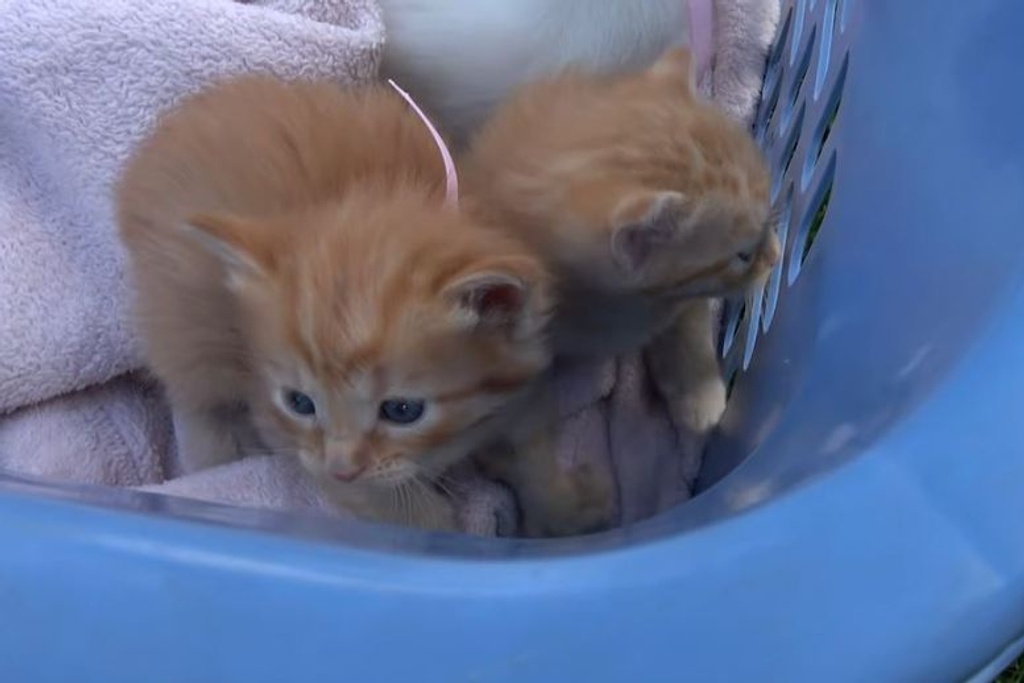 Shoemaker family viral kittens