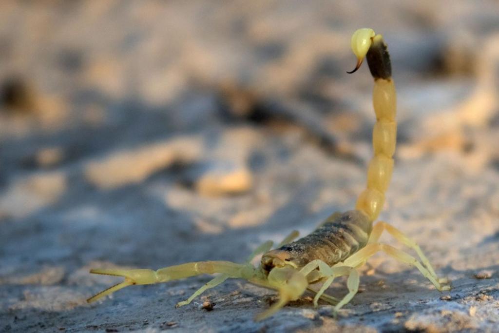 Brazilian yellow scorpion deadliest creatures