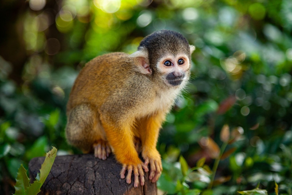 Squirrel Monkey, Lucy Cooke