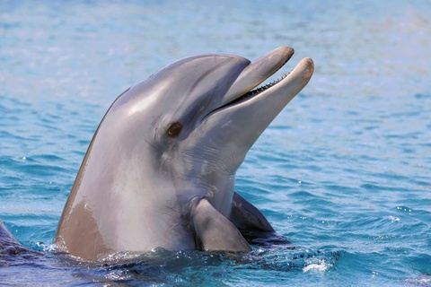 dolphins taste behavior discovery