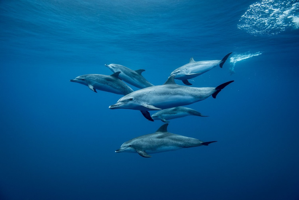 dolphins behavior taste study