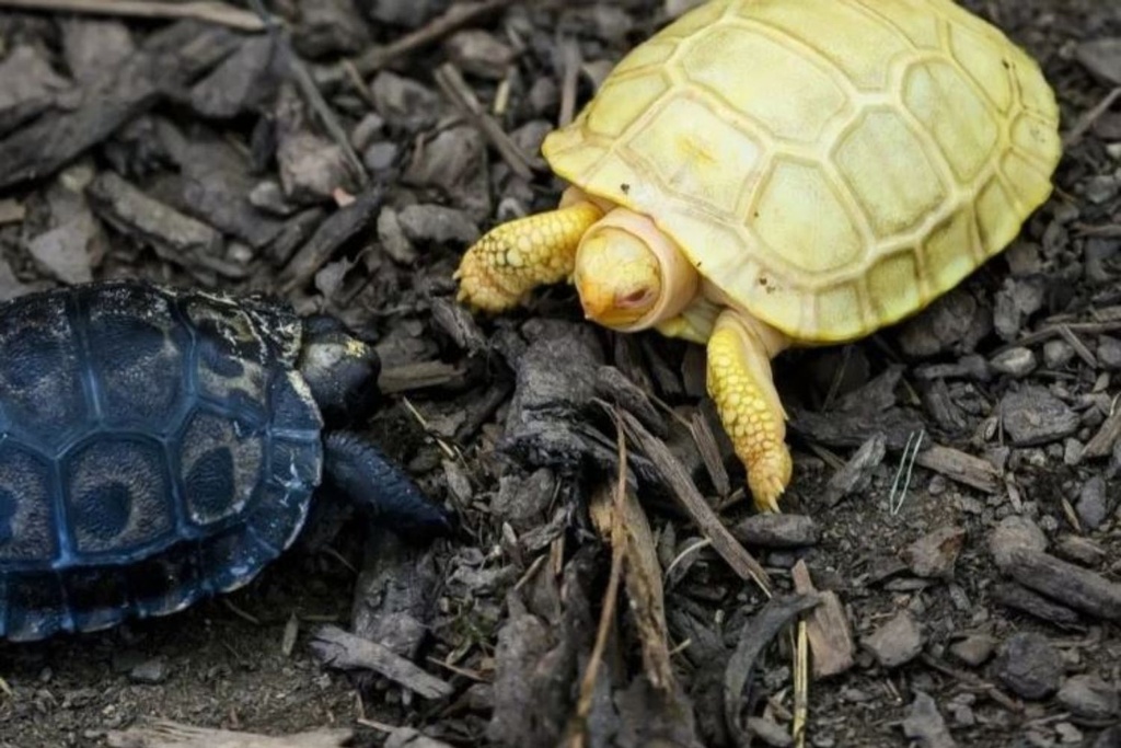 albino tortoise siblings hatched