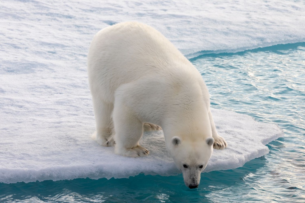 polar bear glacier population