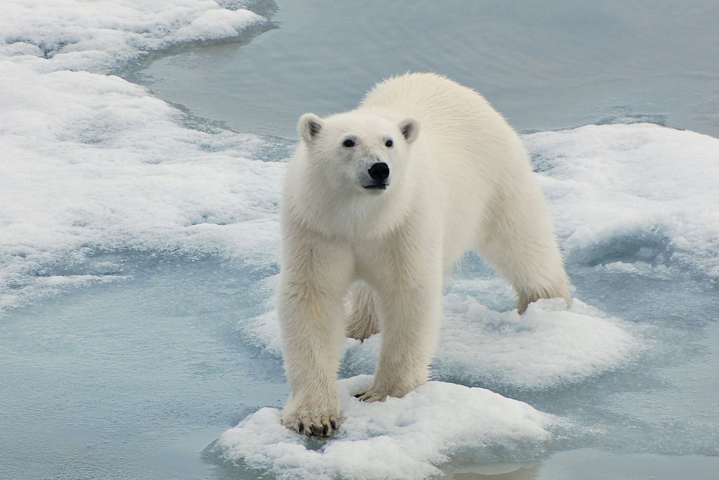 polar bear population discovery