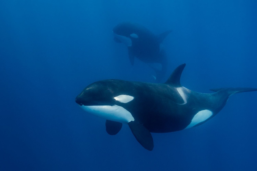 orca shark predator research