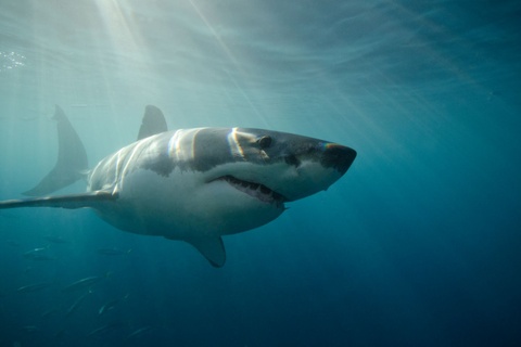 great white shark killings