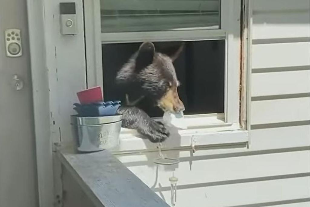 bear window break-in