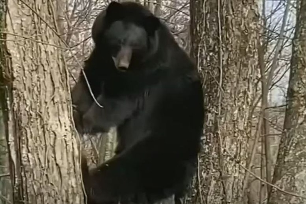 Connecticut bears wildlife population