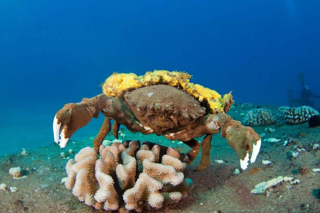 sponge crab australia species