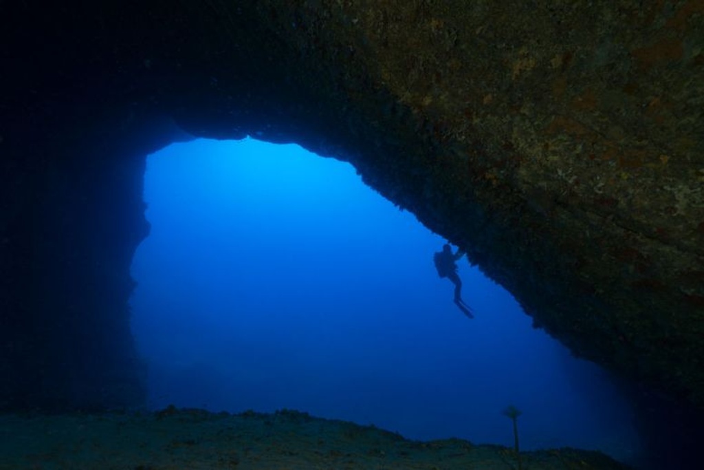 deep diving ocean creatures