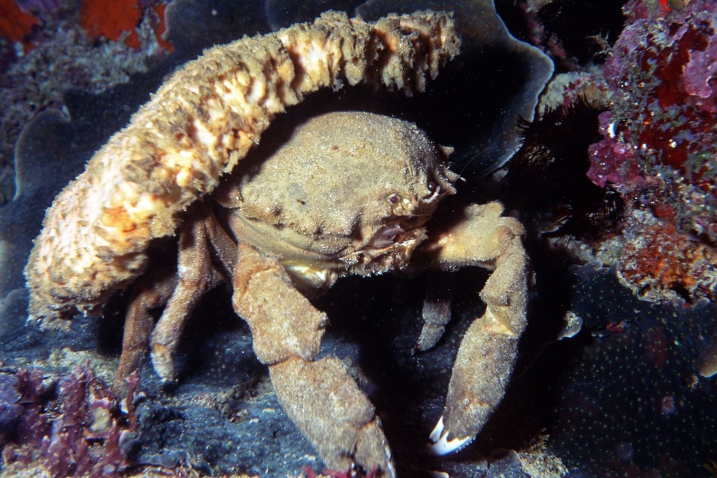 Sponge Crab Species Australia