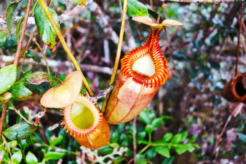 Nepenthes pudica carnivorous plant 