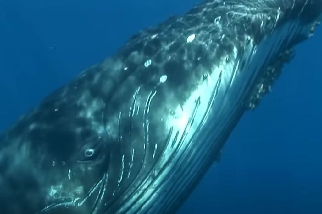 humpback whale food chain