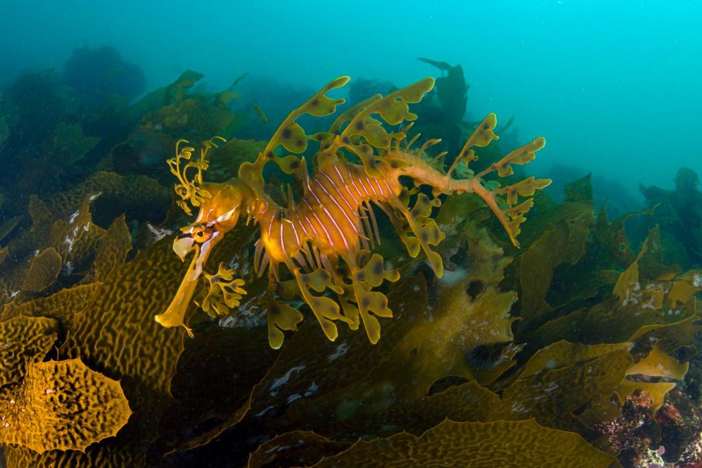 sea dragon DNA discovery