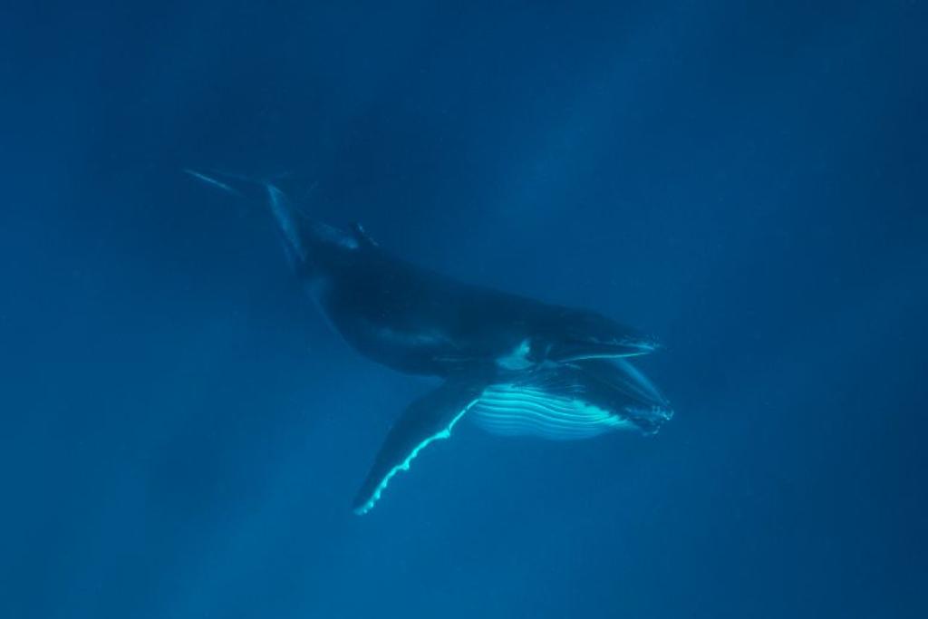 humpback whale feeding fish