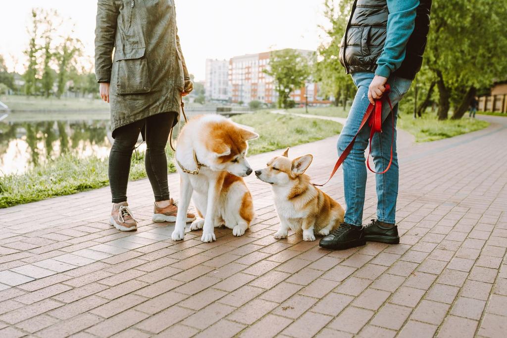 dog walking neighborhood research