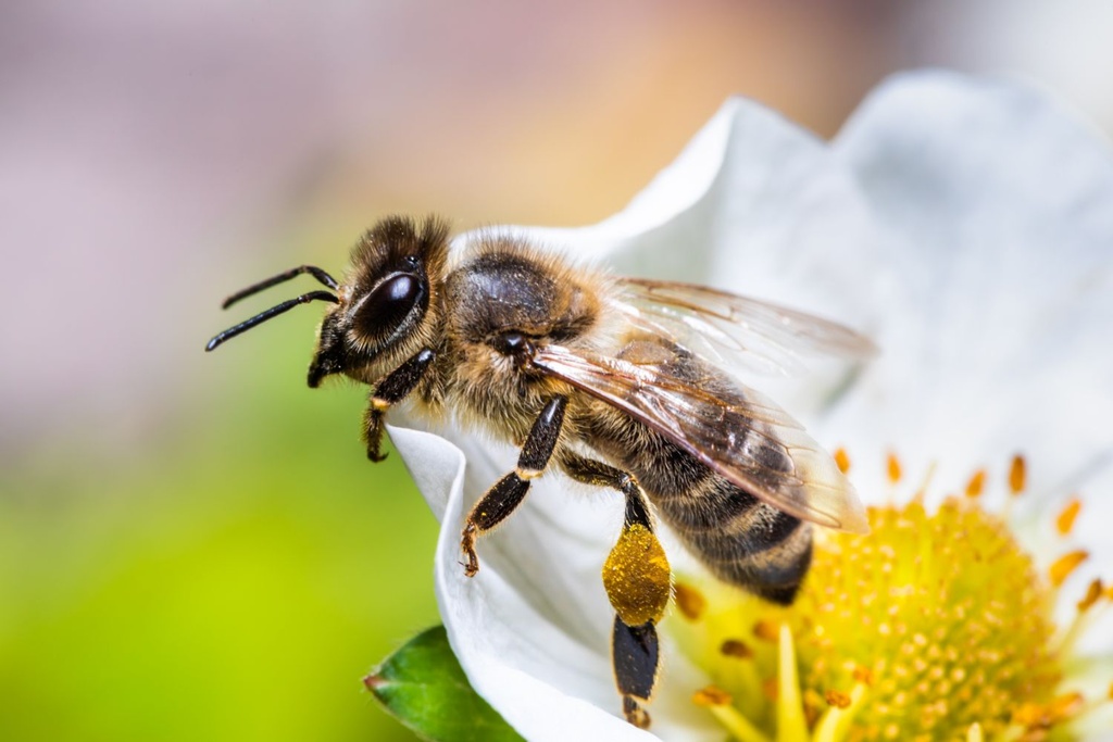 bee sentience intelligence research