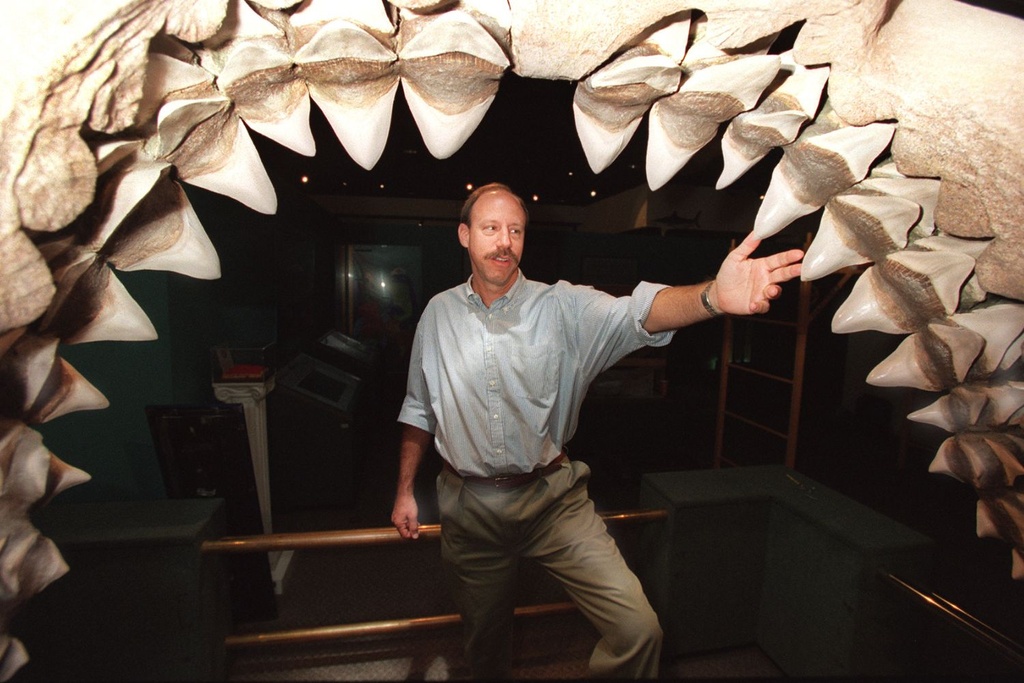 Megalodon Shark Extinct Mystery