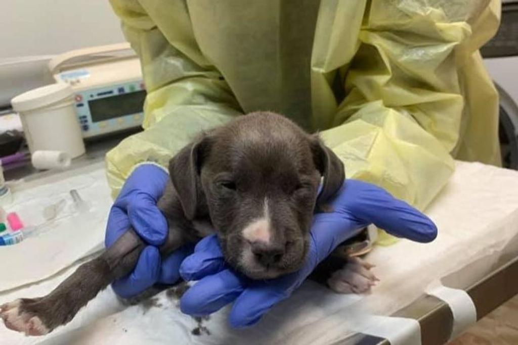 pregnant puppy vet story