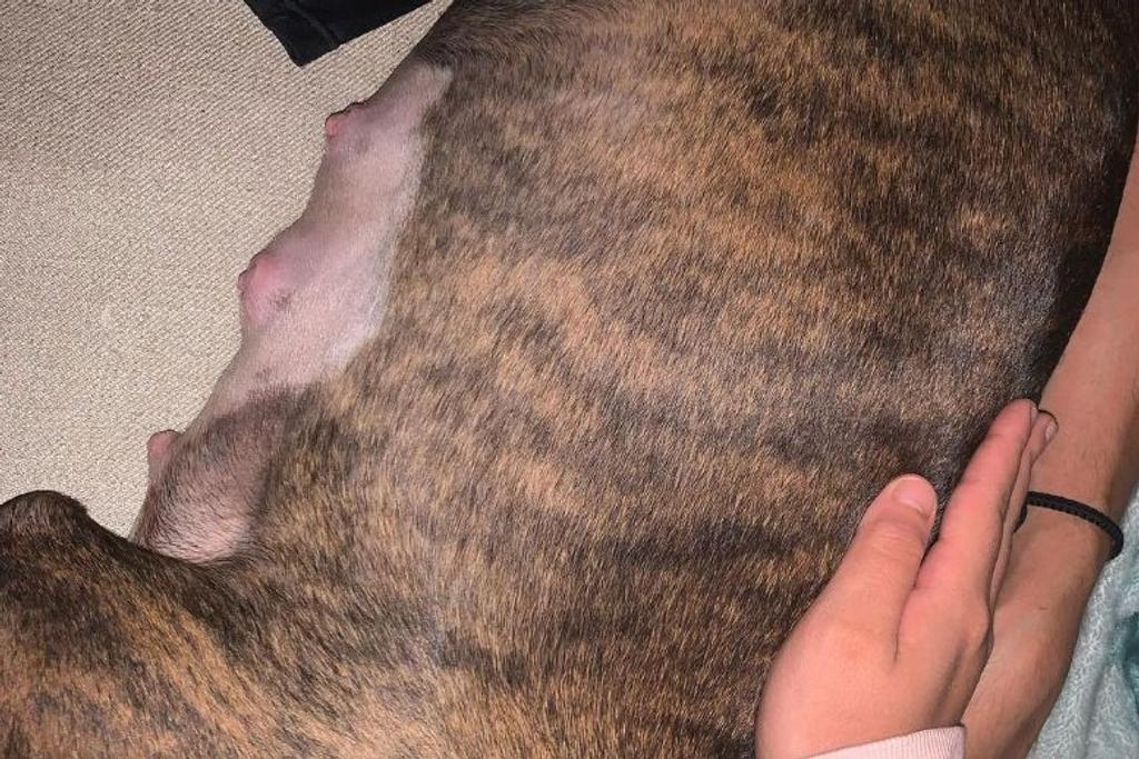 pitbull rescue viral story