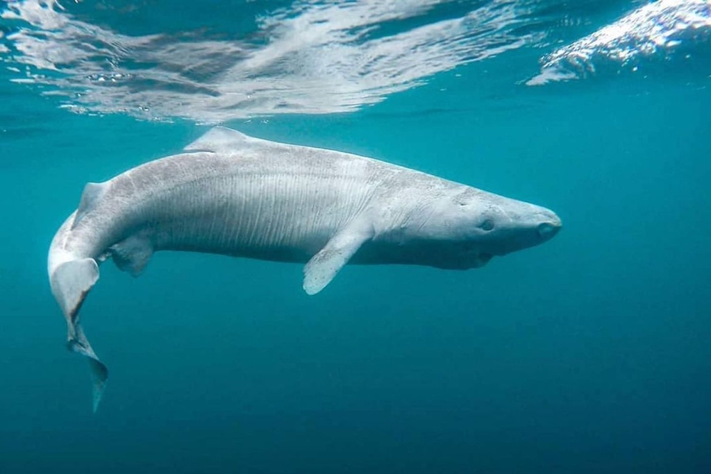 Greenland Shark Florida Discovery
