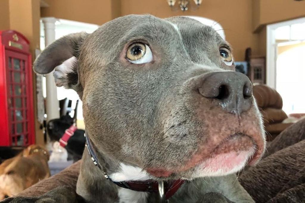 foster dog pitbull inspiring