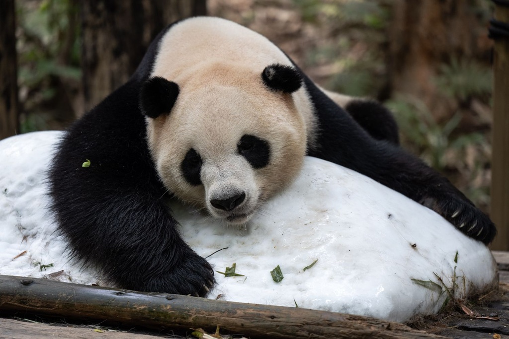 Panda Species Extinct Animals
