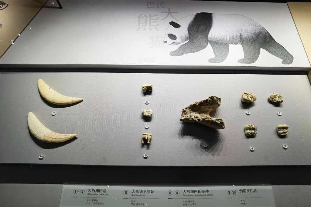 panda fossils extinct animals 