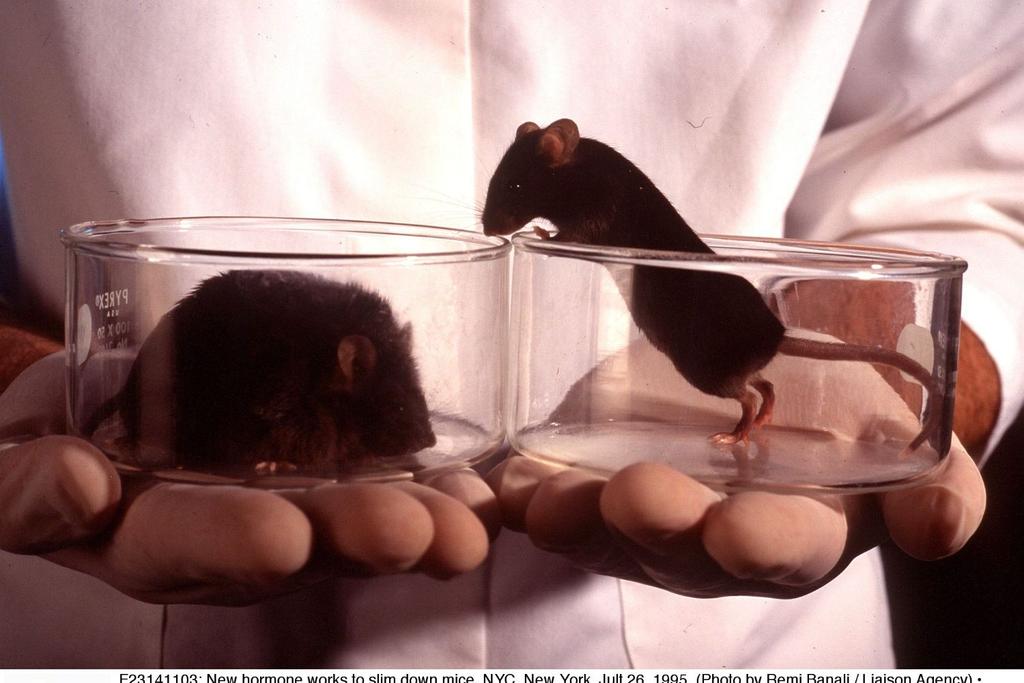 mice lab research gene