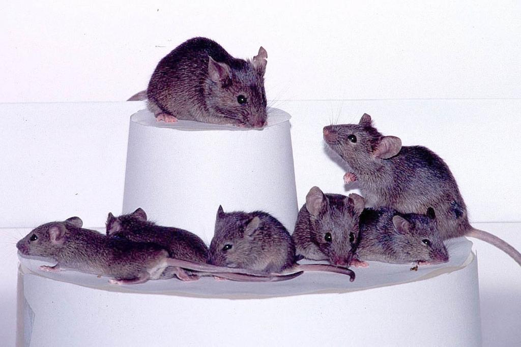 mice lab mysterious gene
